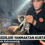 Yavru kedileri yanmaktan kurtardılar
