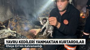 Yavru kedileri yanmaktan kurtardılar