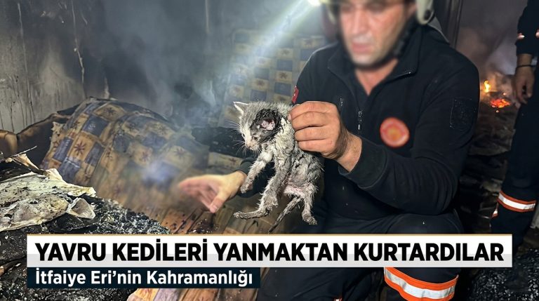 Yavru kedileri yanmaktan kurtardılar