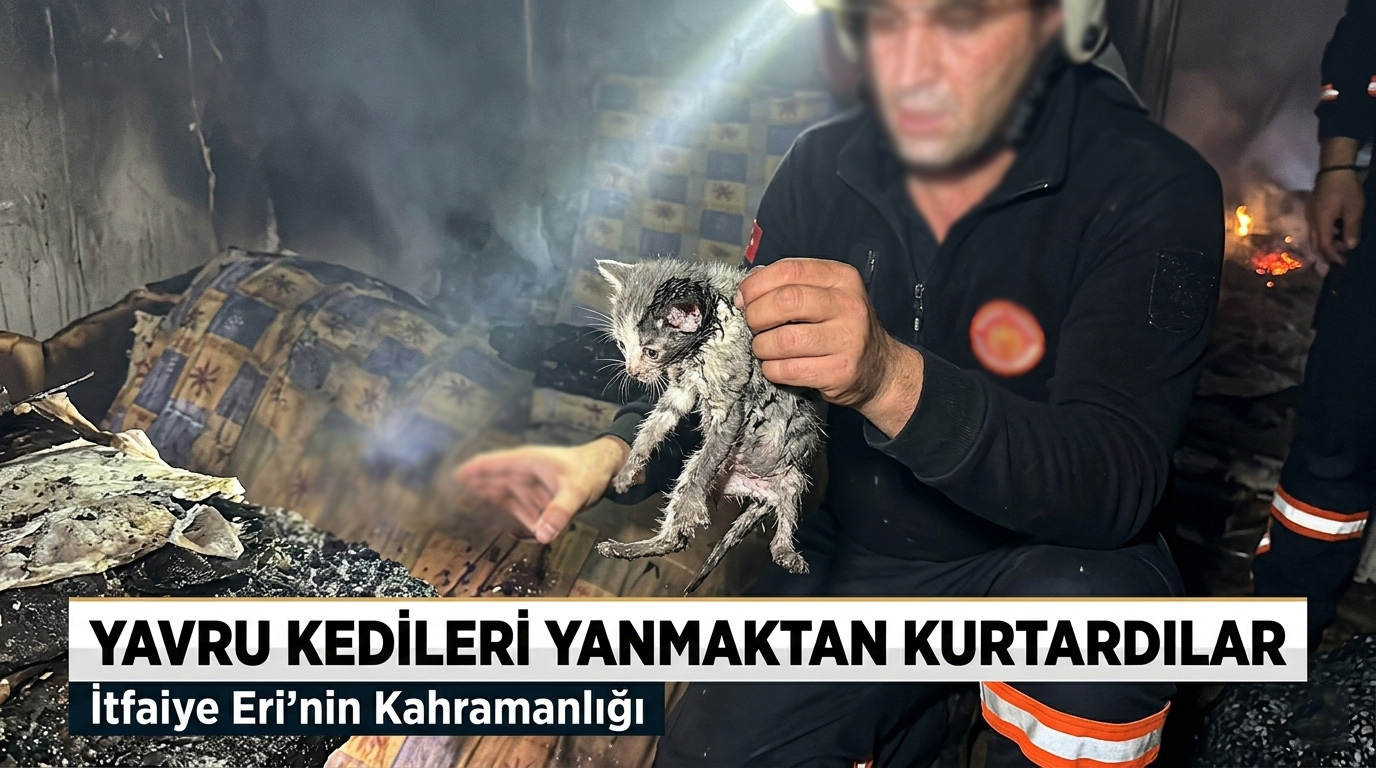 Yavru kedileri yanmaktan kurtardılar